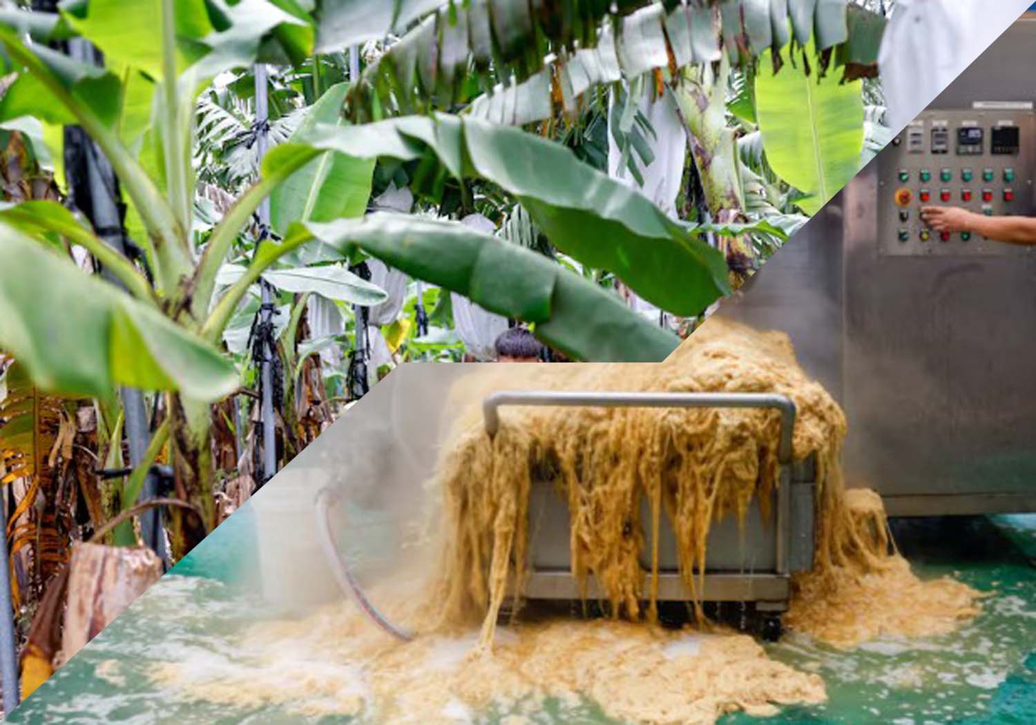 বাংলাদেশে কলার বর্জ্য থেকে টেকসই পোশাক: কৃষি ও ফ্যাশনের নতুন সংযোগ